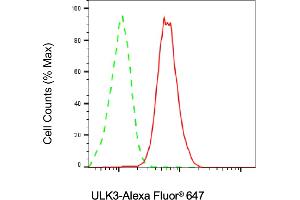 anti-Unc-51-Like Kinase 3 (ULK3) antibody