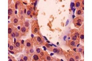 Immunohistochemistry (IHC) image for anti-Glyceraldehyde-3-Phosphate Dehydrogenase (GAPDH) (AA 3-105) antibody (ABIN2931072)