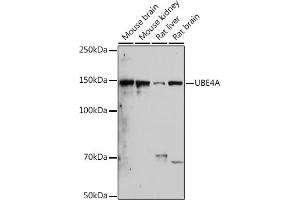 Western blot analysis of extracts of various cell lines, using UBE4A antibody (ABIN7271190) at 1:1000 dilution. (UBE4A anticorps)