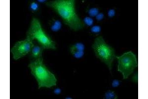 Immunofluorescence (IF) image for anti-Protein tyrosine Phosphatase, Receptor Type, E (PTPRE) antibody (ABIN1500506) (PTPRE anticorps)