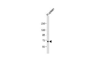 Anti-RASGRP2 Antibody (N-term) at 1:1000 dilution + human spleen lysate Lysates/proteins at 20 μg per lane. (RASGRP2 anticorps  (N-Term))