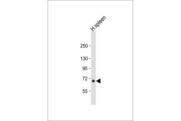 RASGRP2 anticorps  (N-Term)
