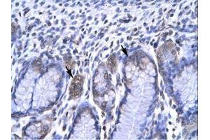 Image no. 2 for anti-Recombination Signal Binding Protein For Immunoglobulin kappa J Region (RBPJ) (C-Term) antibody (ABIN6735782)