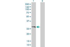 Western Blot analysis of THEM4 expression in transfected 293T cell line by THEM4 MaxPab polyclonal antibody. (THEM4 anticorps  (AA 1-240))