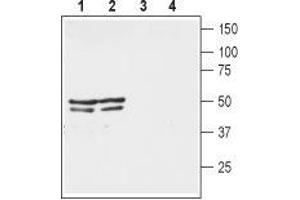 Western blot analysis of mouse (lanes 1 and 3) and rat (lanes 2 and 4) brain lysates: - 1,2. (KCNA3 anticorps  (1st Extracellular Loop))