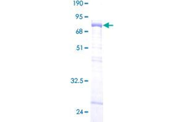MBNL1 Protein (AA 1-382) (GST tag)