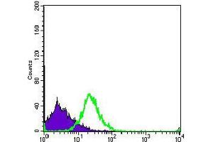 Flow cytometric analysis of MOLT4 cells using PCNA mouse mAb (green) and negative control (purple). (PCNA anticorps  (AA 53-196))