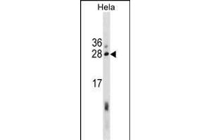 EBAG9 Antibody (Center) (ABIN1881276 and ABIN2838870) western blot analysis in Hela cell line lysates (35 μg/lane). (RCAS1 anticorps  (AA 88-117))