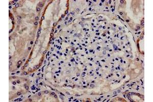 Immunohistochemistry analysis of human kidney tissue using ABIN7148189 at dilution of 1:100 (CDSE1 anticorps  (AA 433-630))