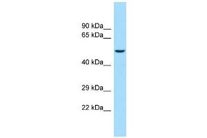 Host:  Rabbit  Target Name:  Kcnj16  Sample Type:  Rat Thymus lysates  Antibody Dilution:  1.