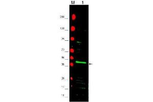 Western blot using  affinity purified anti-PPAR2 antibody shows detection of PPAR2 protein in a mouse 3T3 whole cell lysate (lane 1 arrowhead). (PPARG anticorps)