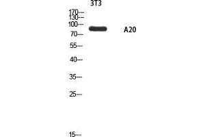 Western Blot (WB) analysis of 3T3 using A20 antibody. (IGKV1-27 anticorps)