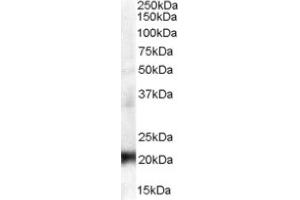 Image no. 1 for anti-Chromobox Homolog 3 (CBX3) (Internal Region) antibody (ABIN374619) (CBX3 anticorps  (Internal Region))