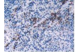 IHC-P analysis of Rat Spleen Tissue, with DAB staining. (FSHB anticorps  (AA 21-130))