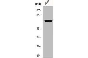 Western Blot analysis of RAW264.