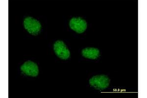 Immunofluorescence of purified MaxPab antibody to MCM10 on HeLa cell. (MCM10 anticorps  (AA 1-874))