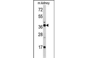 Western blot analysis of FBP1 antibody (Center) (ABIN391577 and ABIN2841512) in mouse kidney tissue lysates (35 μg/lane). (FBP1 anticorps  (AA 125-156))