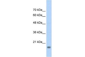Western Blotting (WB) image for anti-Autocrine Motility Factor Receptor (AMFR) antibody (ABIN2462647) (AMFR anticorps)
