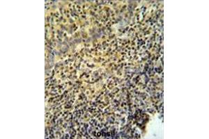 WAS Antibody (Center) IHC analysis in formalin fixed and paraffin embedded tonsil tissue followed by peroxidase conjugation of the secondary antibody and DAB staining.