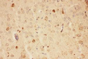 Anti-Hsp90-alpha-Picoband antibody,  IHC(P): Mouse Brain Tissue