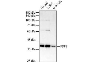 Western blot analysis of extracts of various cell lines, using FPS/FDPS antibody (ABIN7267129) at 1:1000 dilution. (FDPS anticorps)