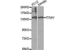 Western blot analysis of extracts of various cell lines, using ITGAV antibody. (CD51 anticorps  (C-Term))