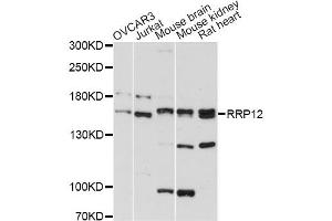 Western blot analysis of extracts of various cell lines, using RRP12 antibody (ABIN6293866) at 1:3000 dilution. (RRP12 anticorps)