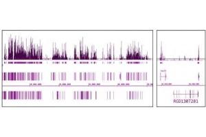 Histone H3 acetyl Lys9 antibody (mAb) tested by ChIP-Seq.