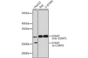 Western blot analysis of extracts of various cell lines, using COMT Rabbit mAb (ABIN1682443, ABIN3018925, ABIN3018926 and ABIN7101689) at 1:1000 dilution. (COMT anticorps)