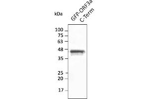 Western Blotting (WB) image for anti-SARS-CoV-2 ORF3a (C-Term) antibody (ABIN7272993) (SARS-CoV-2 ORF3a anticorps  (C-Term))