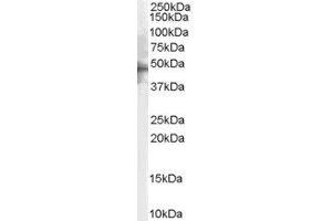 ABIN2563294 (2µg/ml) staining of Human Brain lysate (35µg protein in RIPA buffer). (5HT1B Receptor anticorps  (C-Term))