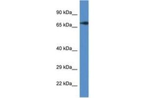 GUF1 antibody  (AA 496-545)
