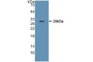 Detection of Recombinant MAPK11, Human using Polyclonal Antibody to Mitogen Activated Protein Kinase 11 (MAPK11) (MAPK11 anticorps  (AA 38-277))