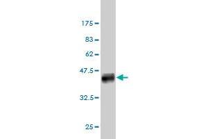 Western Blot detection against Immunogen (38.