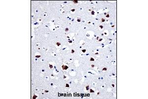 SRC Antibody (N-term) immunohistochemistry analysis in formalin fixed and paraffin embedded human brain tissue followed by peroxidase conjugation of the secondary antibody and DAB staining.