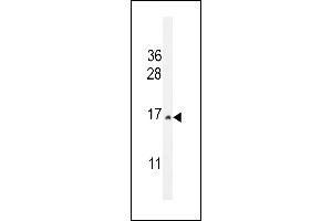 CST9 Antibody (C-term) (ABIN655011 and ABIN2844645) western blot analysis in HepG2 cell line lysates (35 μg/lane). (CST9 anticorps  (C-Term))