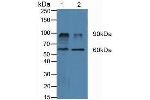 Western blot analysis of (1) Porcine Kidney Tissue and (2) Porcine Liver Tissue. (DPP4 anticorps  (AA 484-728))
