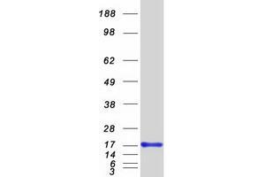 Validation with Western Blot
