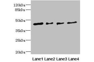 Western blot All lanes: FCRL6 antibody at 1.