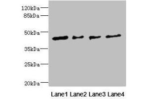 Western blot All lanes: FCRL6 antibody at 1. (FCRL6 anticorps  (AA 20-307))