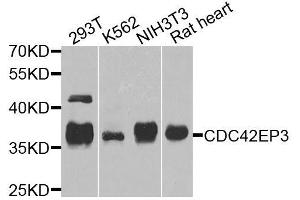 Western blot analysis of extracts of various cell lines, using CDC42EP3 antibody. (CDC42EP3 anticorps  (AA 1-254))