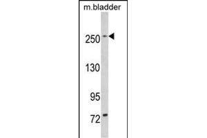 Western blot analysis of LRRK1 (ABIN391141 and ABIN2837943) in mouse bladder tissue lysates (35 μg/lane). (LRRK1 anticorps  (C-Term))