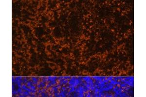 Immunofluorescence analysis of Mouse spleen using CCL19 Polyclonal Antibody at dilution of 1:100 (40x lens). (CCL19 anticorps)