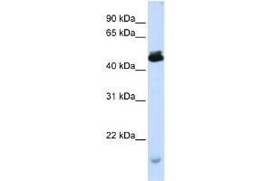 WB Suggested Anti-KCMF1 Antibody Titration:  0. (KCMF1 anticorps  (C-Term))