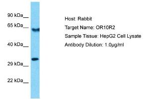 Host: Rabbit Target Name: OR10R2 Sample Type: HepG2 Whole Cell lysates Antibody Dilution: 1.