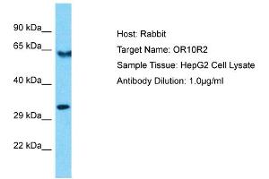 Host: Rabbit Target Name: OR10R2 Sample Type: HepG2 Whole Cell lysates Antibody Dilution: 1. (OR10R2 anticorps  (C-Term))