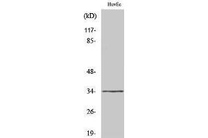 Western Blotting (WB) image for anti-Olfactory Receptor, Family 2, Subfamily M, Member 7 (OR2M7) (C-Term) antibody (ABIN3186069) (OR2M7 anticorps  (C-Term))