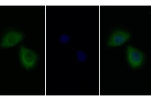 Detection of IL13Ra1 in Human HepG2 cell using Polyclonal Antibody to Interleukin 13 Receptor Alpha 1 (IL13Ra1) (IL13 Receptor alpha 1 anticorps  (AA 203-376))