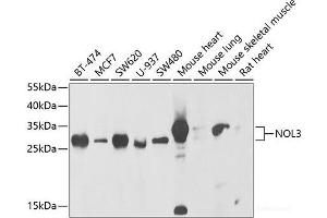 Western blot analysis of extracts of various cell lines using NOL3 Polyclonal Antibody at dilution of 1:1000. (NOL3 anticorps)