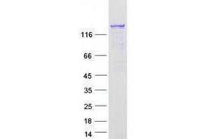 Validation with Western Blot